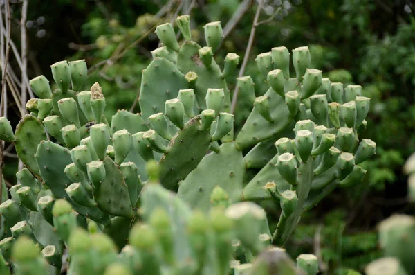 Gros Plan Bouquet Cactus Vert Mûr Avec Plante Dans Forêt — Photo