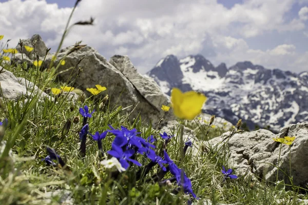 Las Montañas Rocosas Parcialmente Cubiertas Nieve Campo Florido Primer Plano —  Fotos de Stock