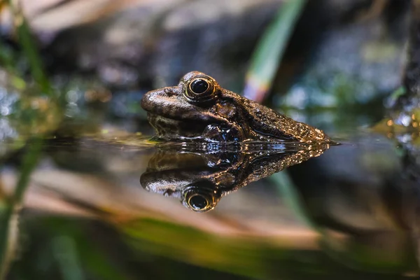 Mise Point Sélective Une Grenouille Son Reflet Dans Eau — Photo