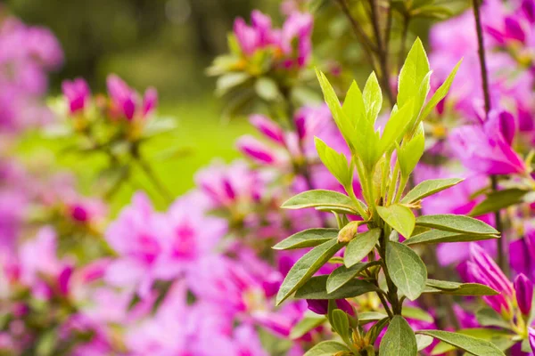 Primo Piano Fiori Azalea Fiore — Foto Stock