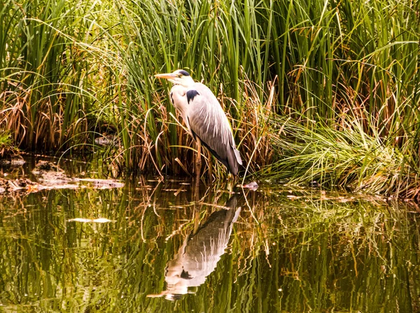 Uma Garça Cinza Ardea Cinerea Pássaro Lagoa Natureza Selvagem — Fotografia de Stock