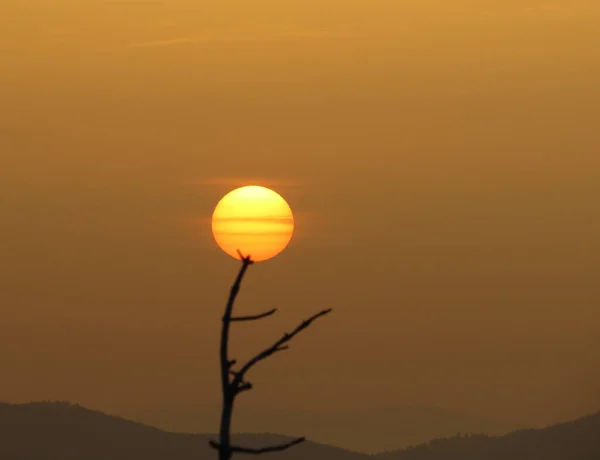 Uma Bela Vista Galho Com Pôr Sol Backgroun — Fotografia de Stock