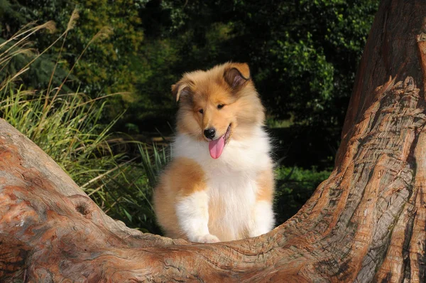 Nahaufnahme Eines Süßen Collie Hundes Freien — Stockfoto