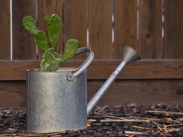 Close Cacto Plantado Uma Lata Rega Metal Chão Luz Dia — Fotografia de Stock