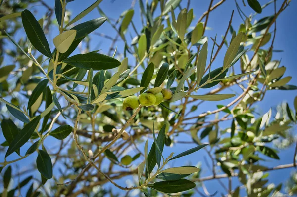 Ένα Κοντινό Πλάνο Από Κλαδιά Δέντρων Πράσινα Φύλλα — Φωτογραφία Αρχείου