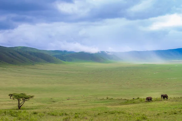 Uma Paisagem Animais Pastando Campo Sob Céu Nublado Cratera Ngorongoro — Fotografia de Stock