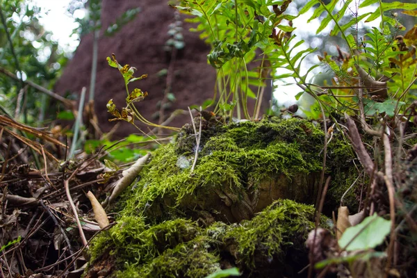 Nahaufnahme Eines Morschen Baumstammes Der Wald Mit Moos Bedeckt Ist — Stockfoto