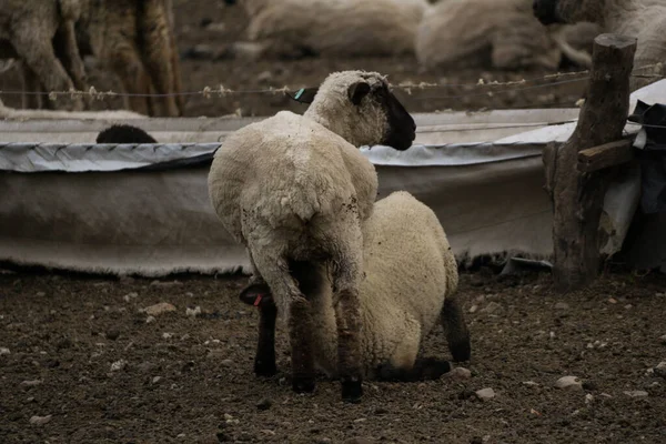 Owcę Karmiącą Owieczkę Farmie Stadem Jagniąt Tle — Zdjęcie stockowe