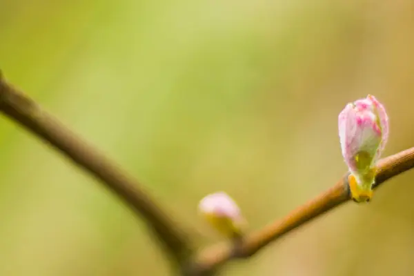 Närbild Rosa Rosenknoppar Grenar — Stockfoto