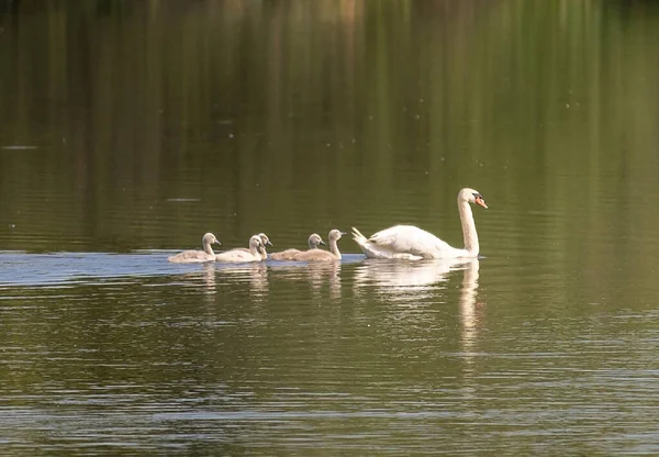 Nahaufnahme Eines Weißen Schwans Mit Küken Auf Dem See Sonnenlicht — Stockfoto