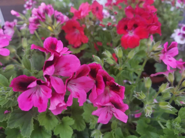 Крупный План Цветущих Розовых Цветов Гераниума — стоковое фото