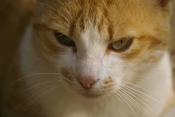 Primer Plano Lindo Gato Doméstico — Foto de Stock