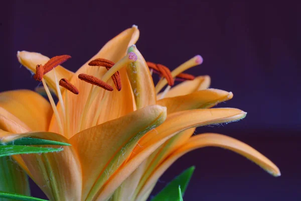 Egy Közeli Felvétel Narancssárga Liliom Virágok Pisztollyal Tűzhelyek Pollen Nagy — Stock Fotó