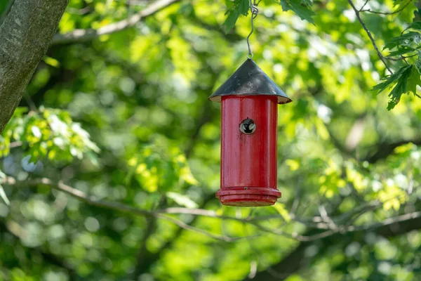 一只家养的麻雀 坐在树上挂着的红鸟房子里 — 图库照片