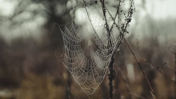 Detailní Záběr Pavučiny Vodními Kapkami Rozmazaném Pozadí — Stock fotografie