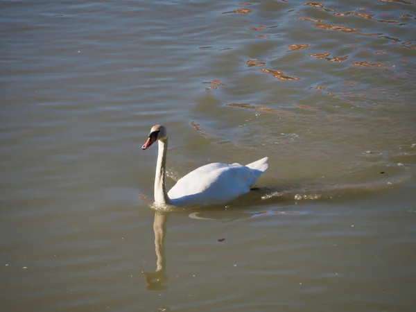 Hermoso Cisne Blanco Nadando Lago —  Fotos de Stock