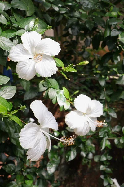 Függőleges Lövés Fehér Hibiszkusz Zöld Háttér — Stock Fotó