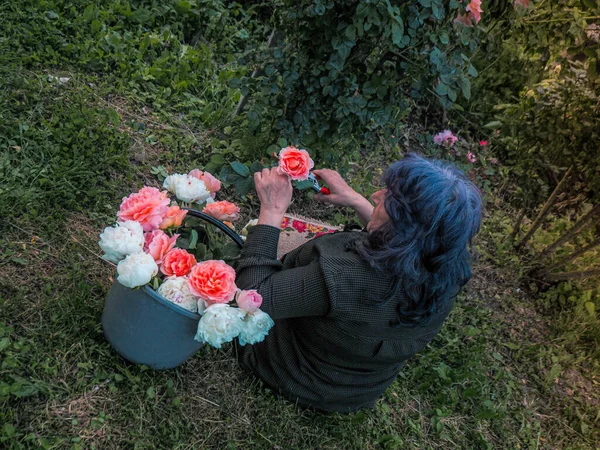 Італійська Старша Жінка Збирає Квіти Свого Саду — стокове фото