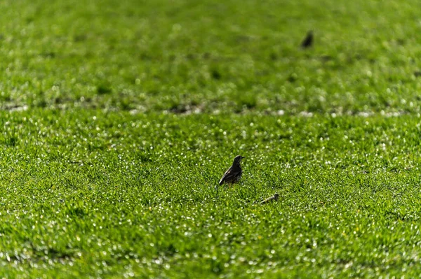 Passarinho Solitário Sentado Relva — Fotografia de Stock