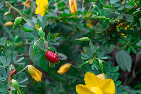 Primer Plano Escarabajo Rojo Sobre Flores Senna Amarillas Campo Con — Foto de Stock