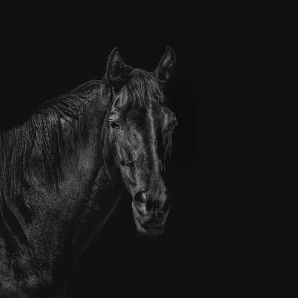 Beau Cheval Noir Regardant Caméra Avec Des Yeux Intelligents Sur — Photo