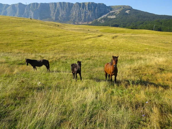 Herd Horses Grazing Pasture — Stock Photo, Image