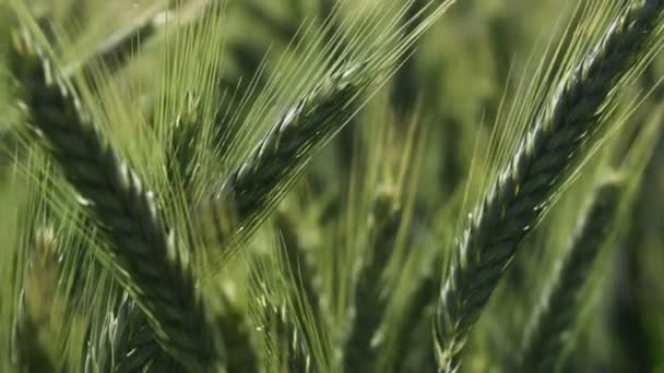 Grüne Weizenfelder Flora Und Natur — Stockvideo