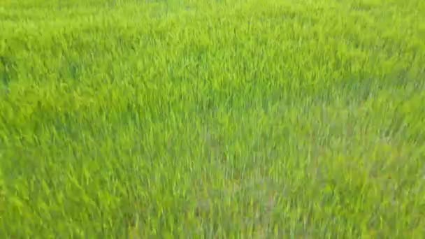 Фон Текстури Зеленої Трави — стокове відео