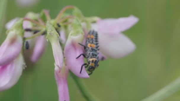 Schöne Botanische Aufnahme Natürliche Tapete — Stockvideo