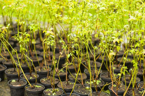 佐治亚州萨梅格列罗的一个农场 许多蓝莓种植园装在集装箱里 — 图库照片