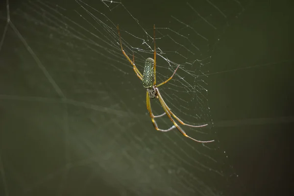 Primer Plano Araña Dorada Tejiendo Telarañas Blancas Con Fondo Negro — Foto de Stock