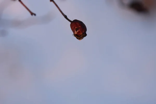 Tiro Close Rosa Mosqueta Seca Dia Inverno — Fotografia de Stock