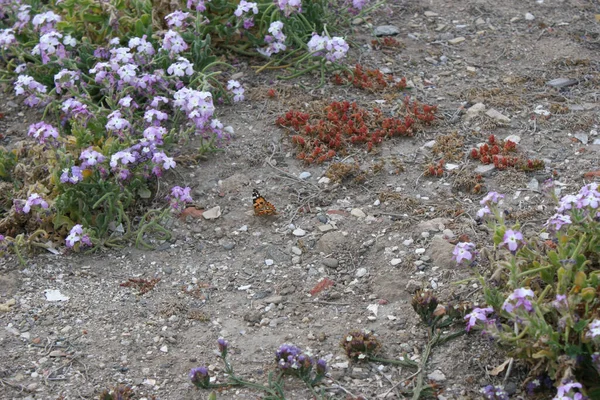 Rocky Soil Plants Flowers — Stock Photo, Image