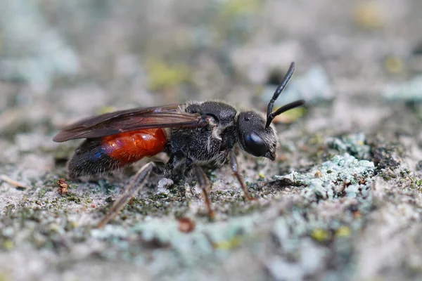 Detailní Záběr Krásné Červené Chlupaté Včely Sphecodes Druh Kusu Dřeva — Stock fotografie