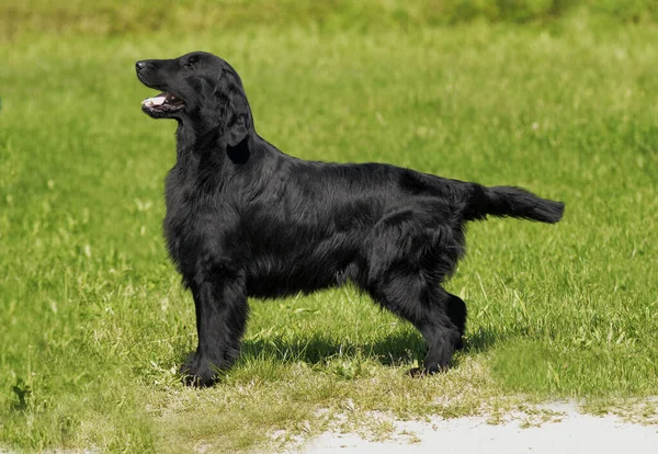 Typical Flat Coated Retriever Meadow — Stock Photo, Image