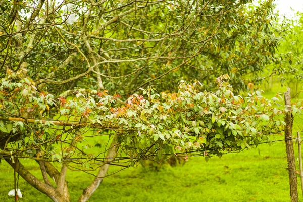 Uma Bela Vista Uma Árvore Com Botões Flor Rosa — Fotografia de Stock