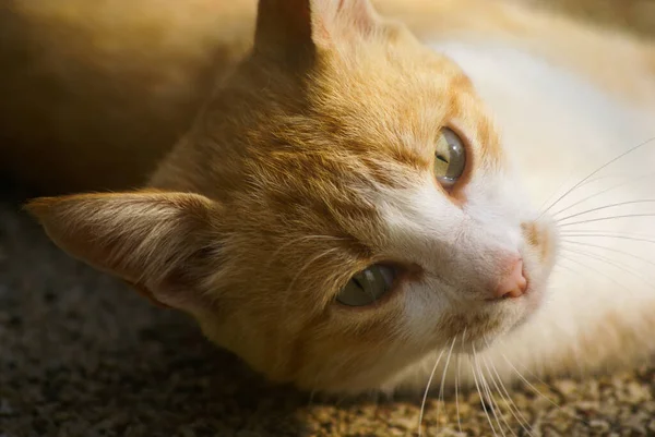 Primo Piano Simpatico Gatto Domestico — Foto Stock