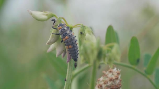 Käfer Aus Nächster Nähe Der Wilden Natur — Stockvideo