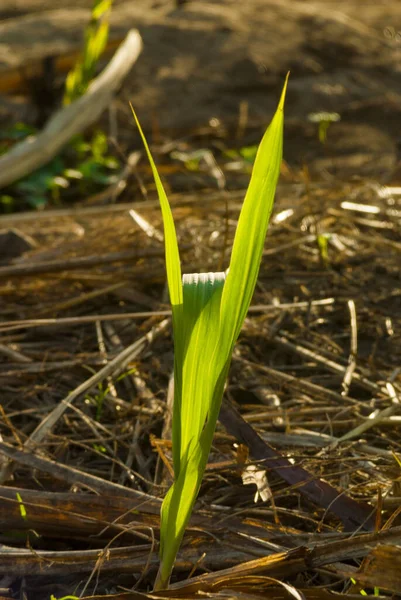 Cuyotenango Cukornádmag Mezőn Guatemalában Saccharum Officinarum — Stock Fotó