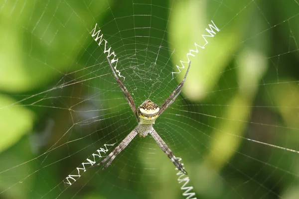 クモが網を縫って — ストック写真