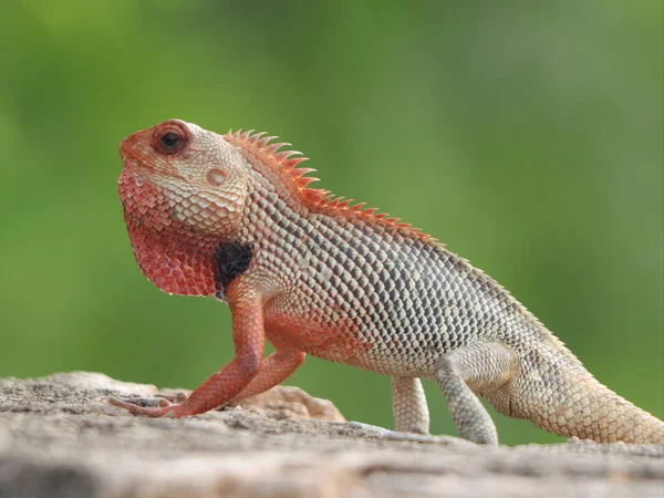 Primer Plano Una Linda Iguana Caminando Por Una Frontera —  Fotos de Stock