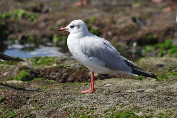 Closeup Shot Seagull Standing Ground — Stock Photo, Image