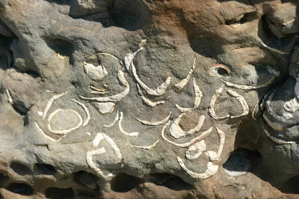 Une Plage Palourdes Fossiles Oregon Près Newport — Photo