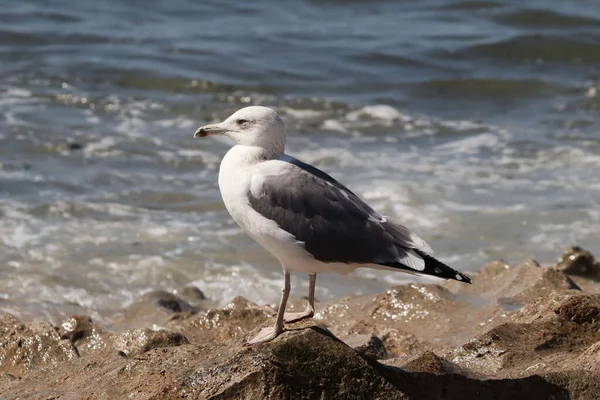 Strzał Bliska Mewy Stojącej Plaży Rozmytym Tle — Zdjęcie stockowe