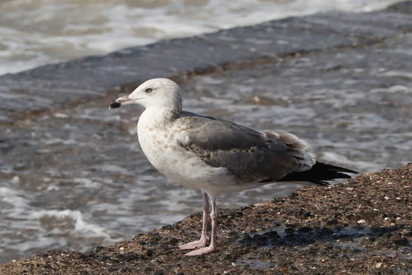 Primer Plano Una Gaviota Posada Sobre Una Superficie Piedra Sobre — Foto de Stock