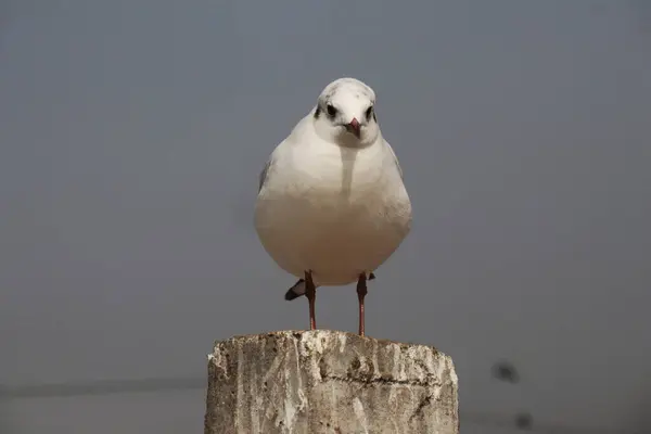 Close Shot Seagull — Stock Photo, Image