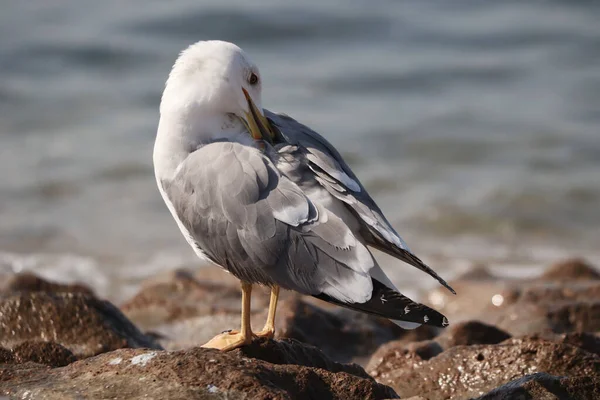 Gros Plan Une Mouette Debout Sur Plage Sur Fond Flou — Photo