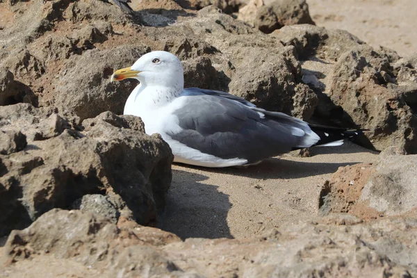 Primer Plano Una Gaviota Sentada Sobre Una Superficie Arenosa — Foto de Stock