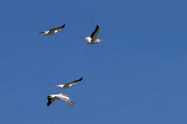 Tiro Pájaros Volando Cielo Azul — Foto de Stock