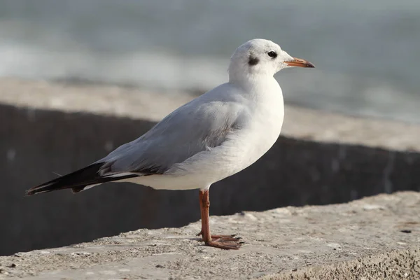 Tiro Perto Uma Gaivota — Fotografia de Stock